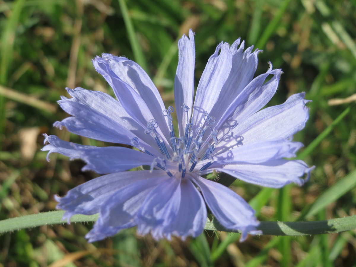 chicory flower