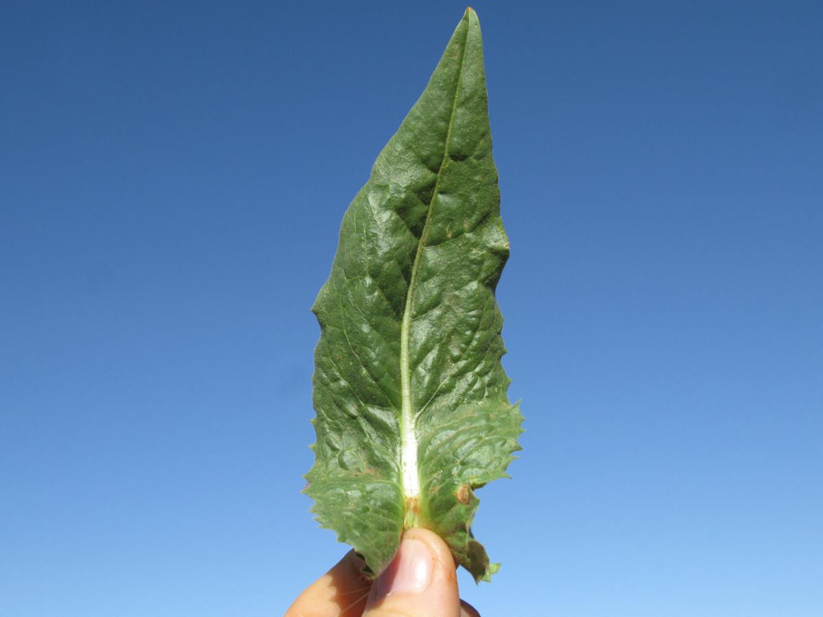 chicory leaves