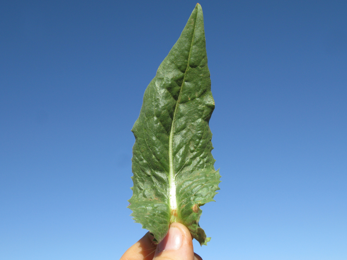 chicory leaves