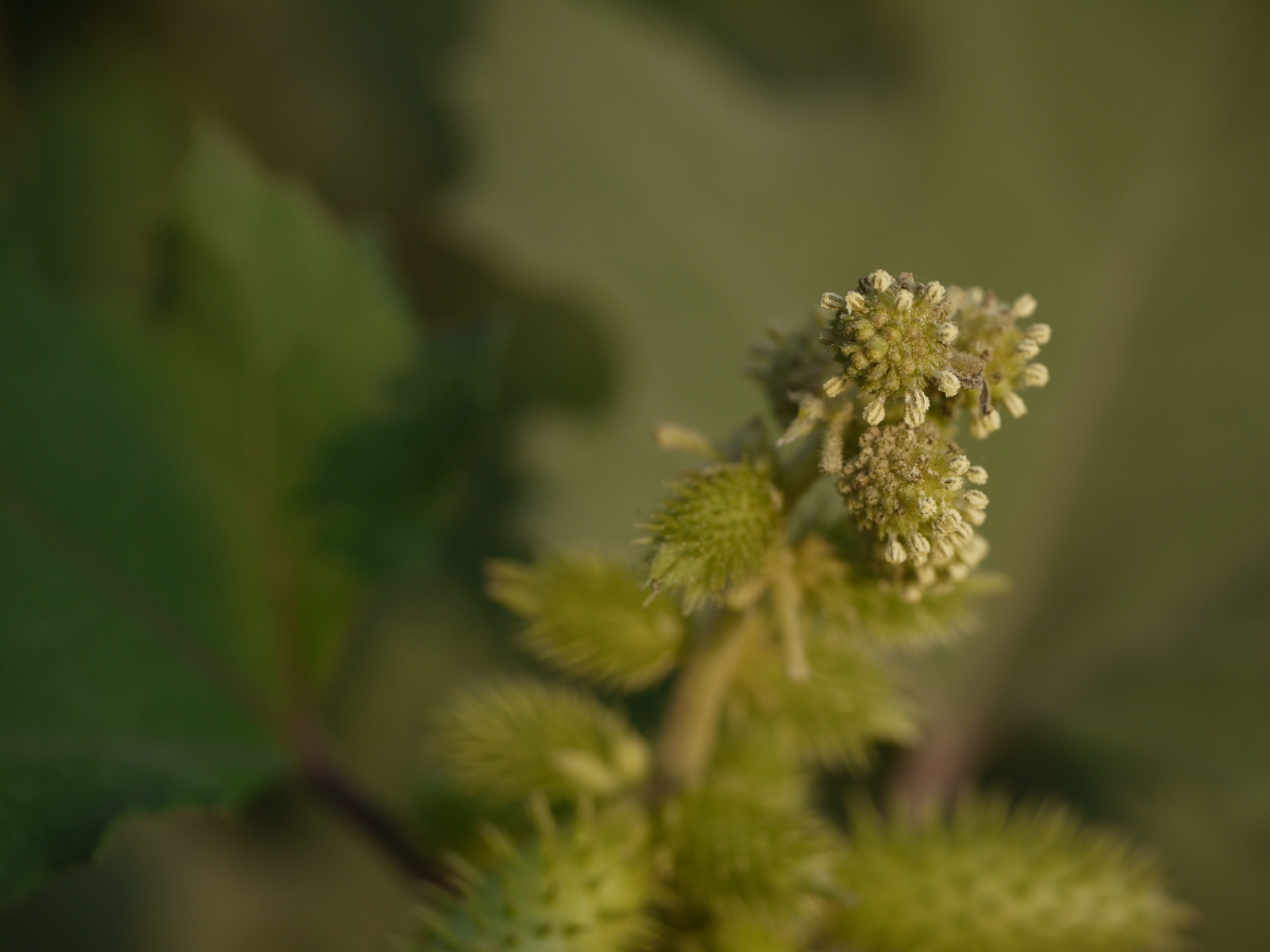 Cocklebur flower