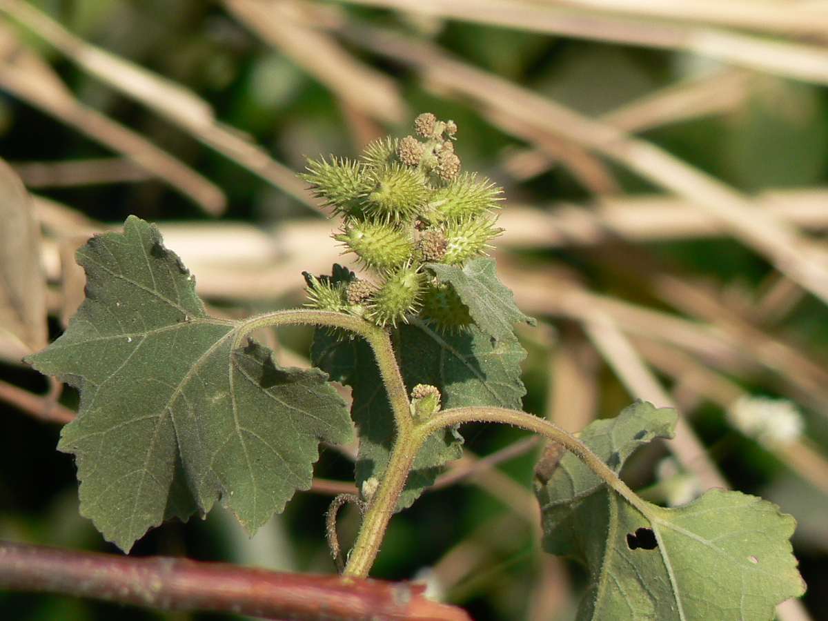 cocklebur leaf fruit