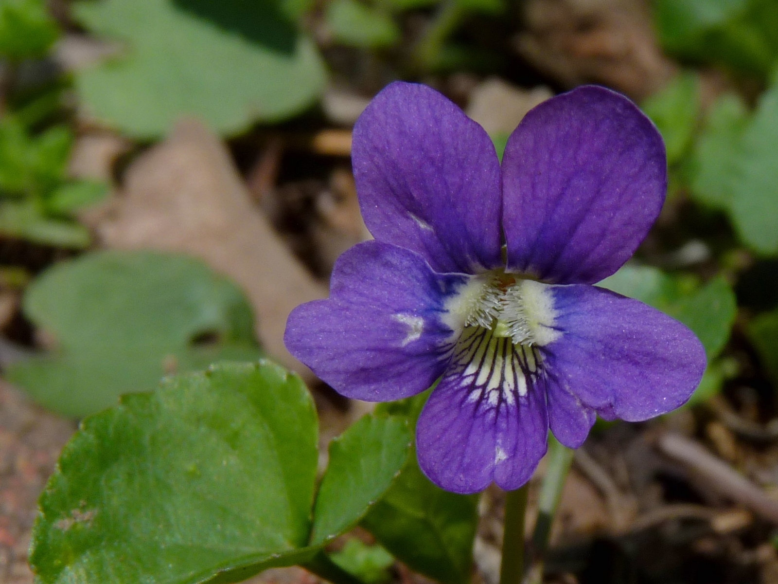 blue violet flower