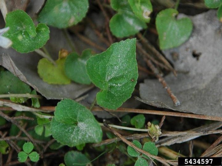 blue violet leaves