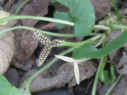 blue violet seedpod