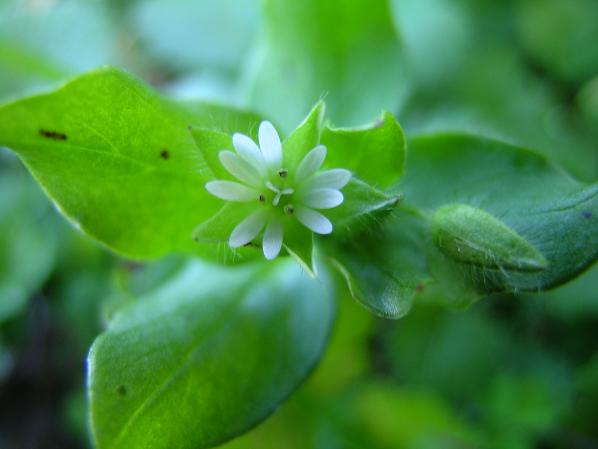 common chickweed flower