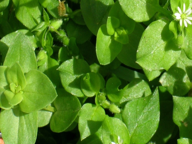 chickweed leaf