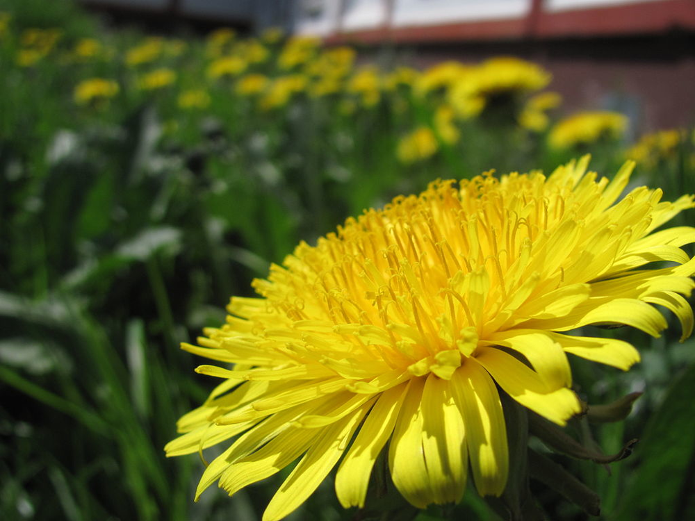 dandelion flower