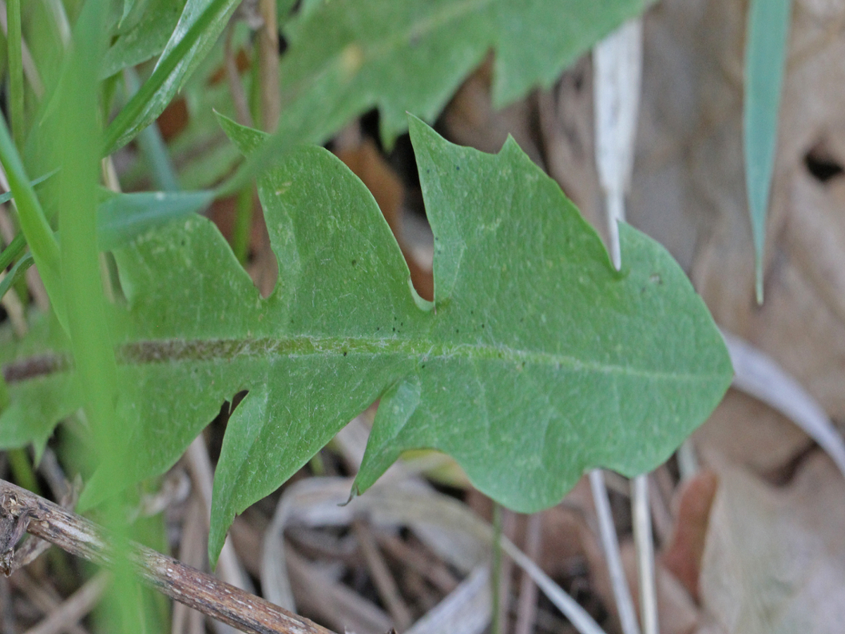 dandelion leaf