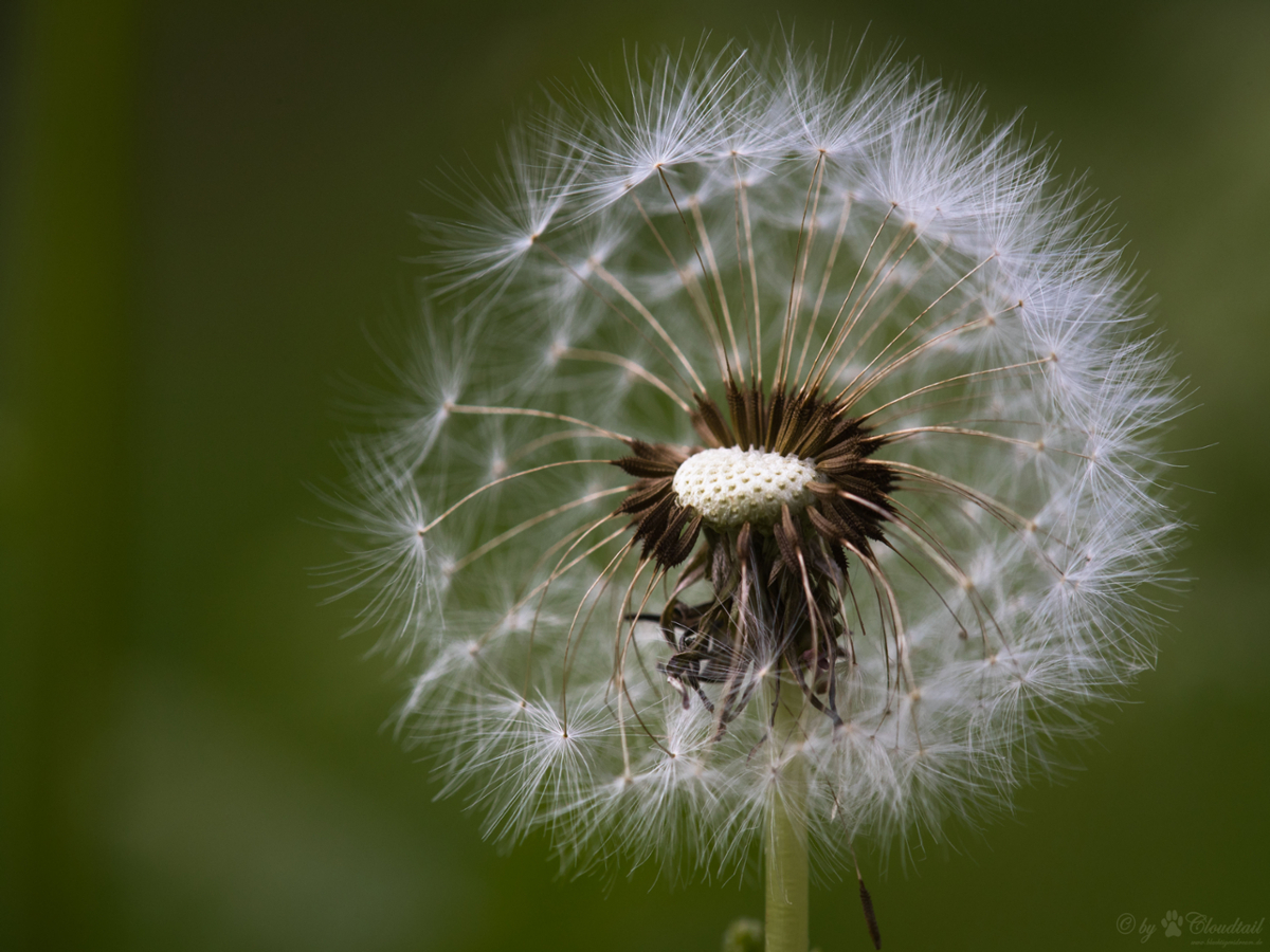 dandelion seedhead