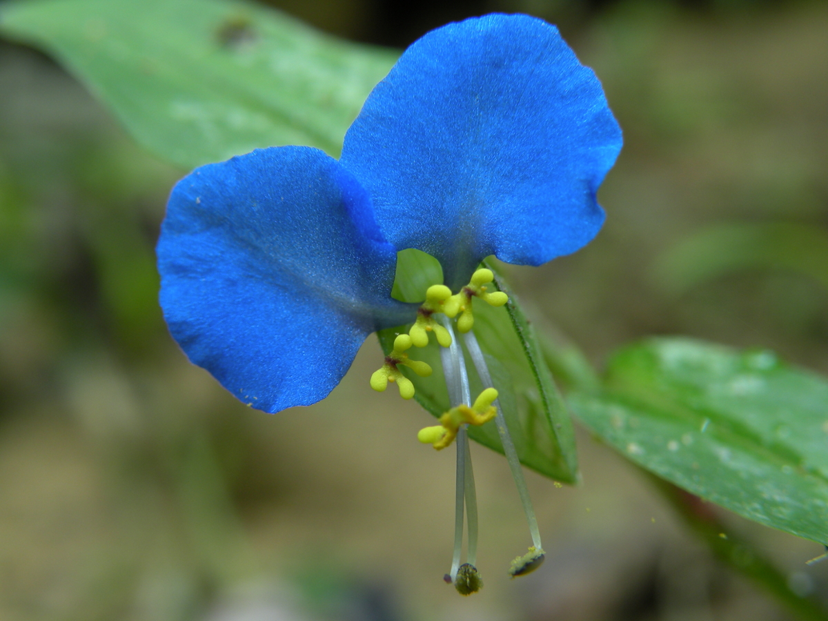 dayflower flower