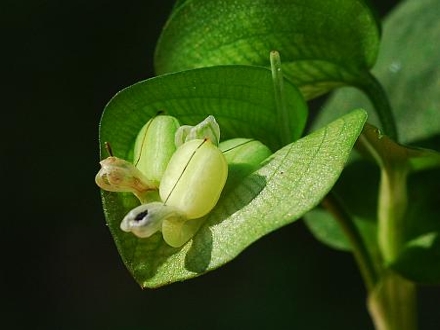 dayflower fruit