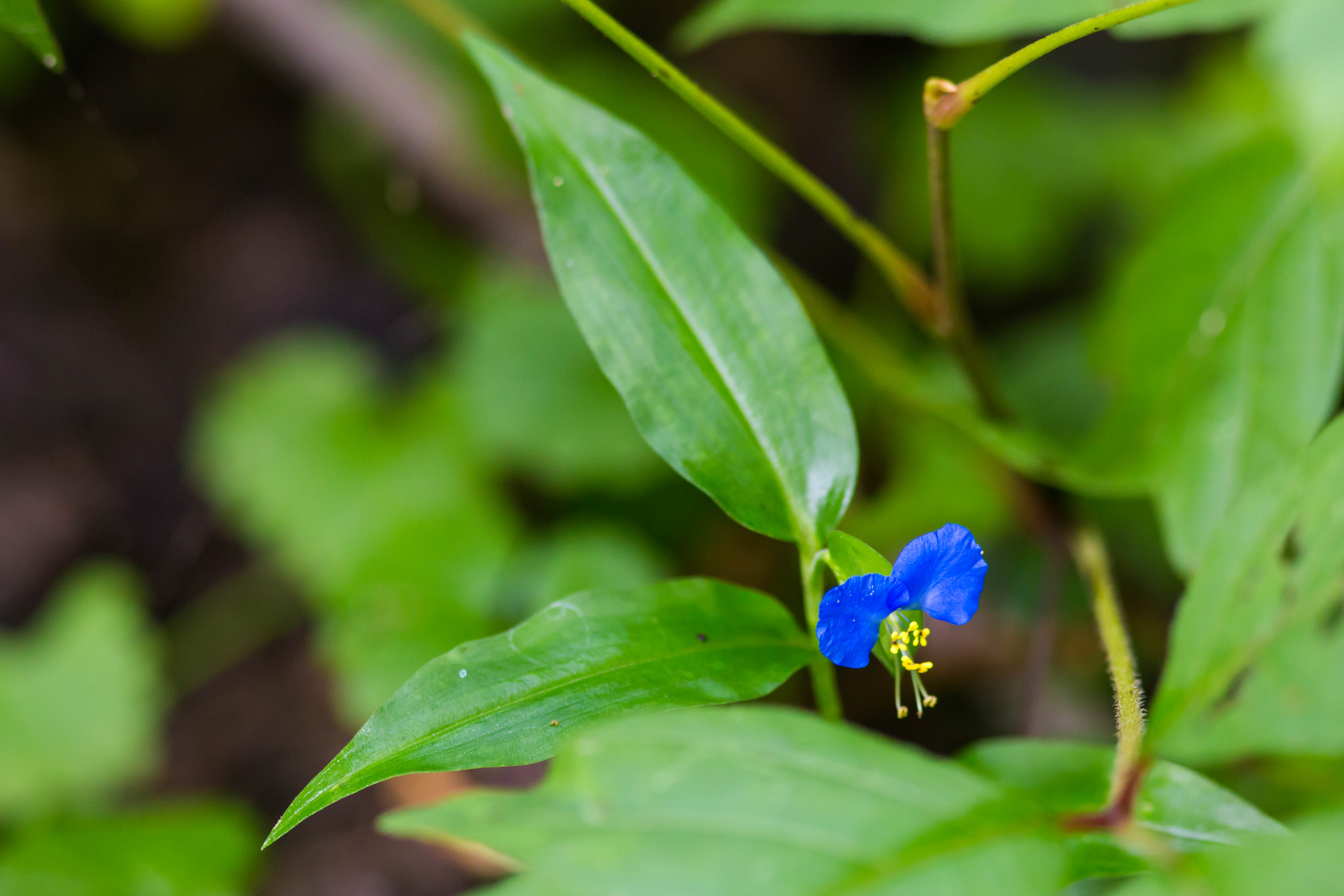 dayflower leaf