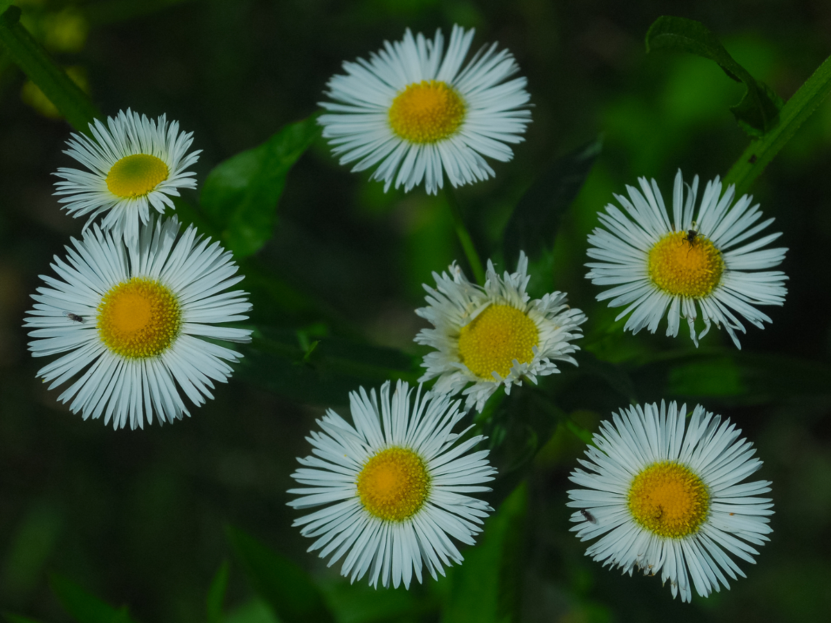 common fleabane flower