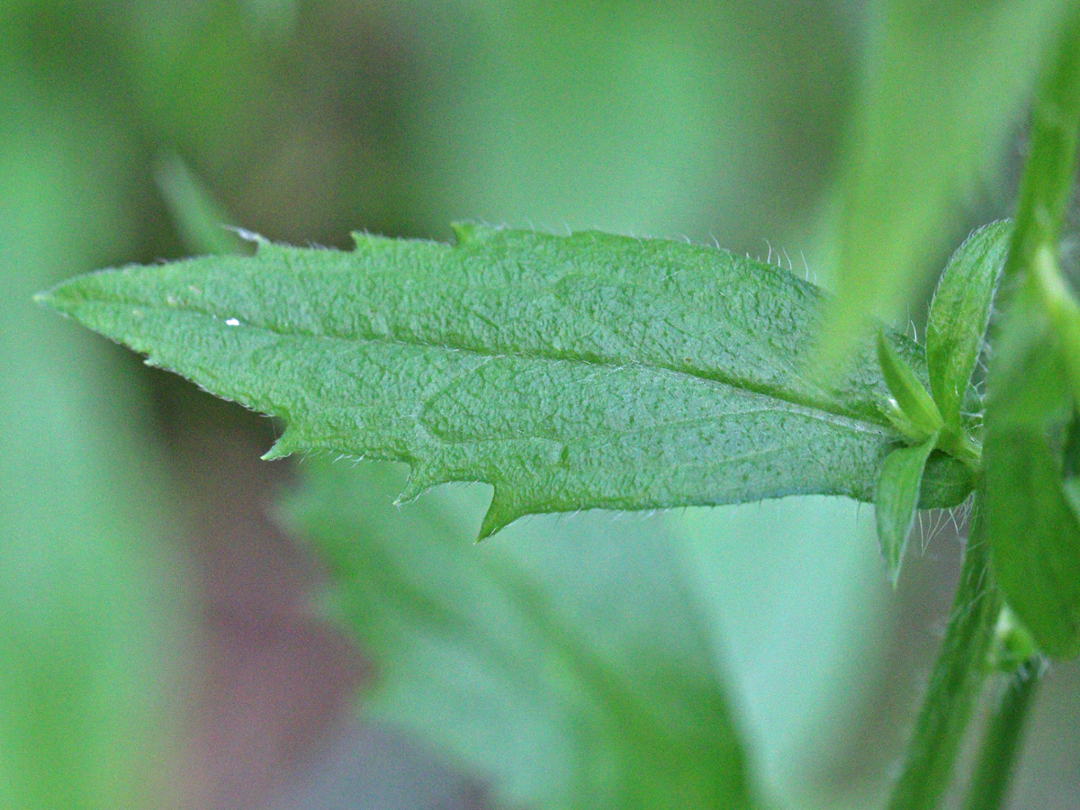 common fleabane leaf