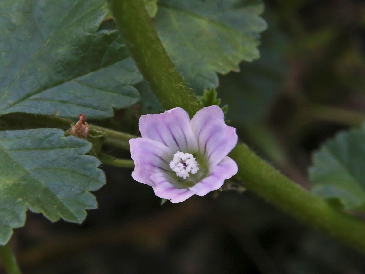 common mallow flower