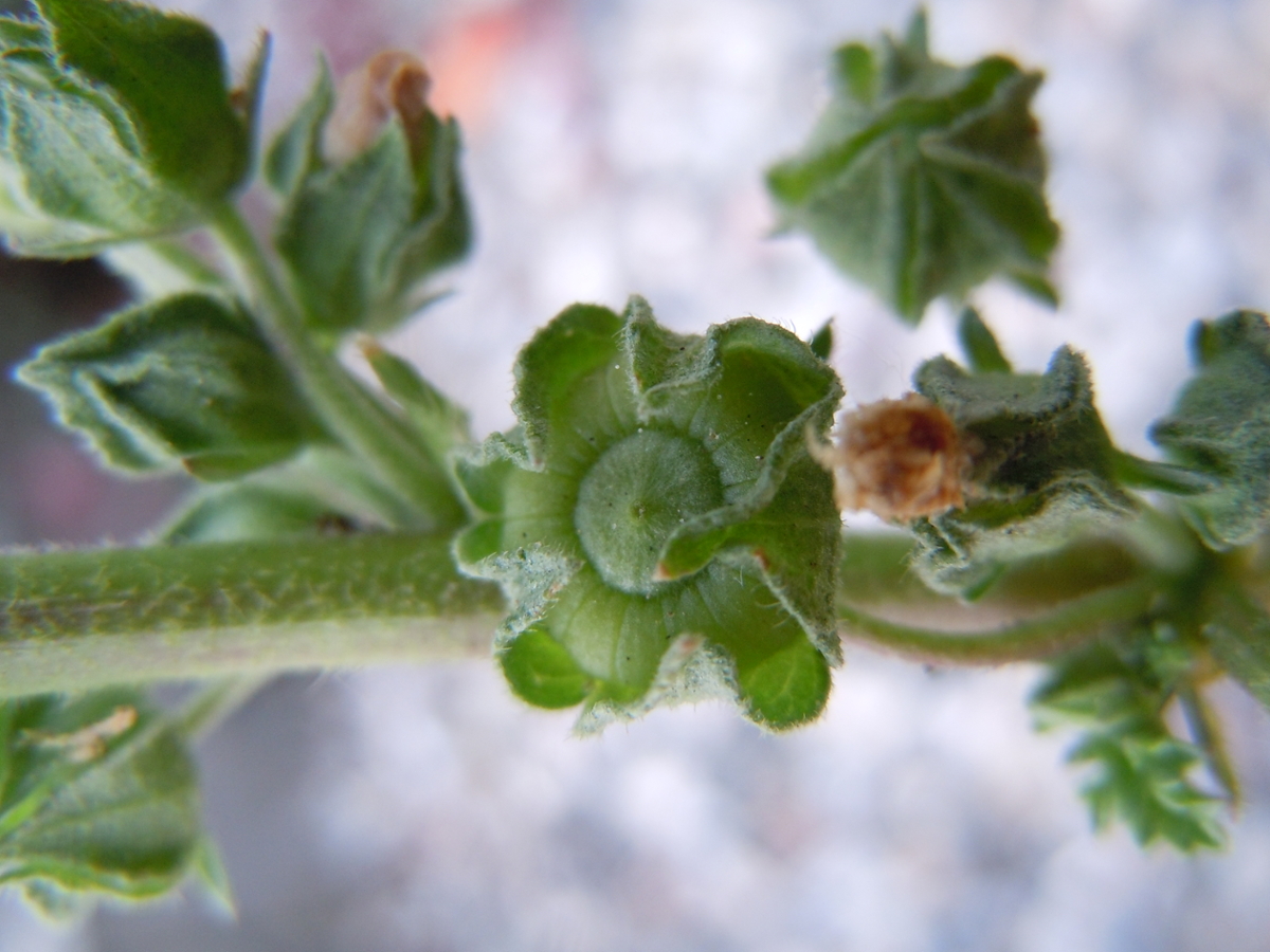 common mallow fruit