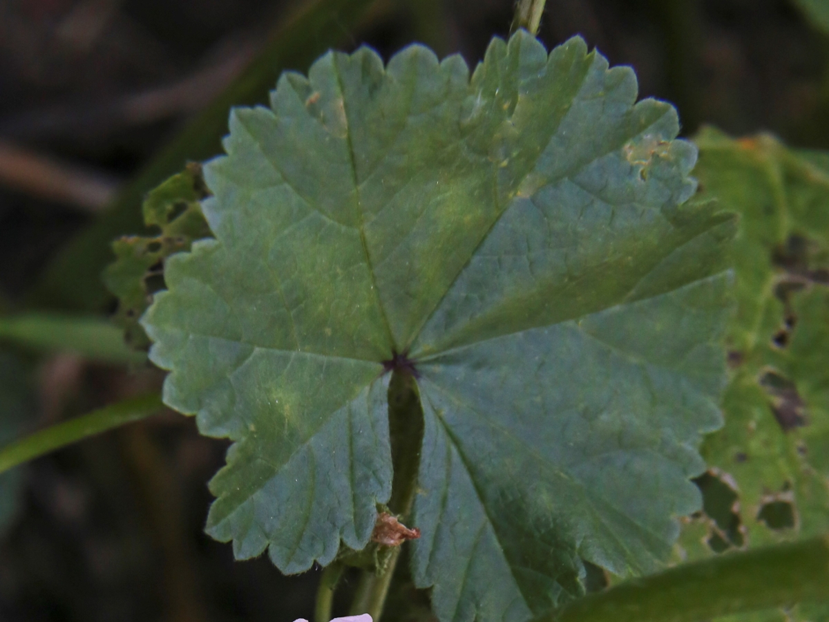 common mallow leaf