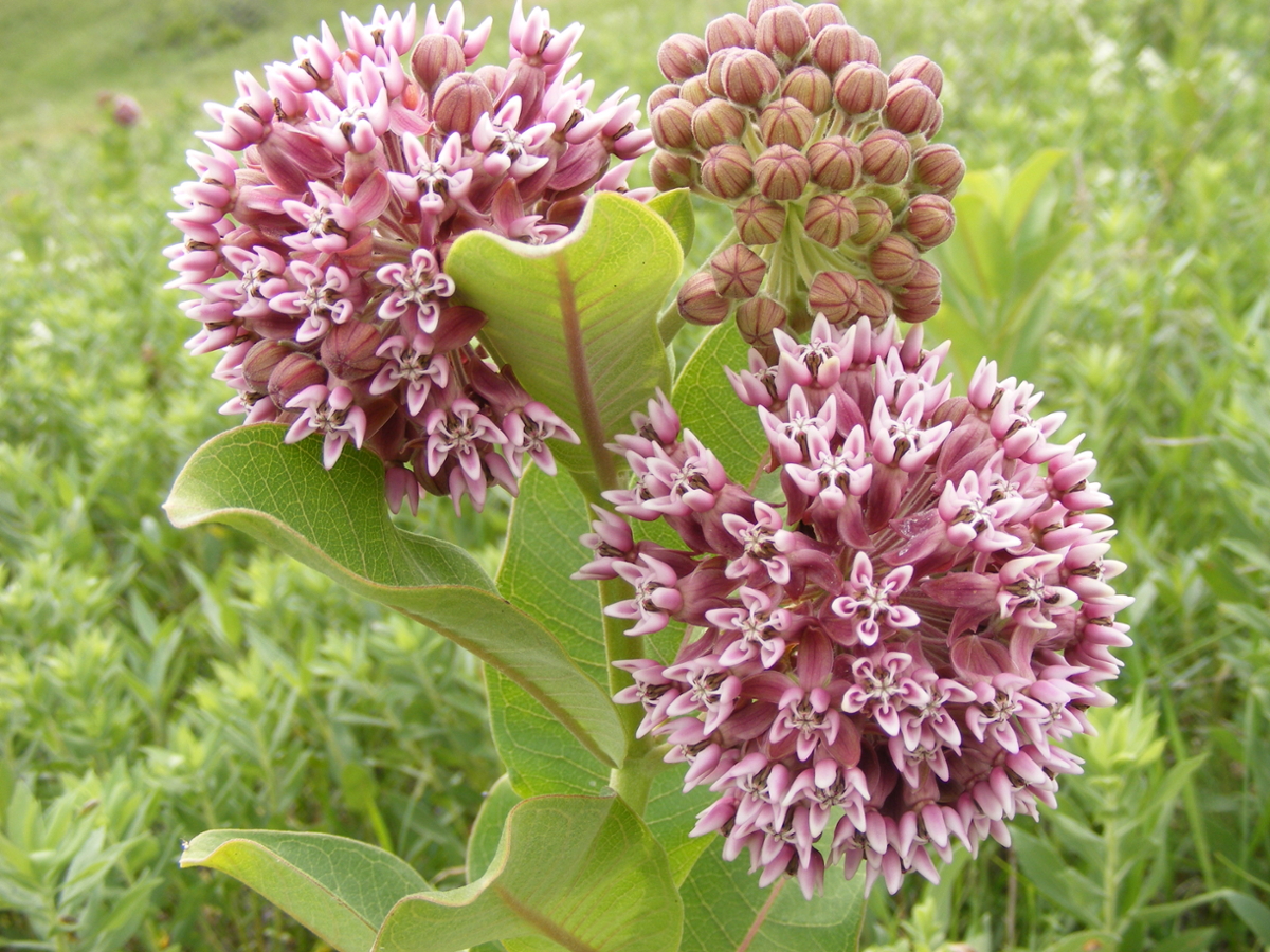 common milkweed flower