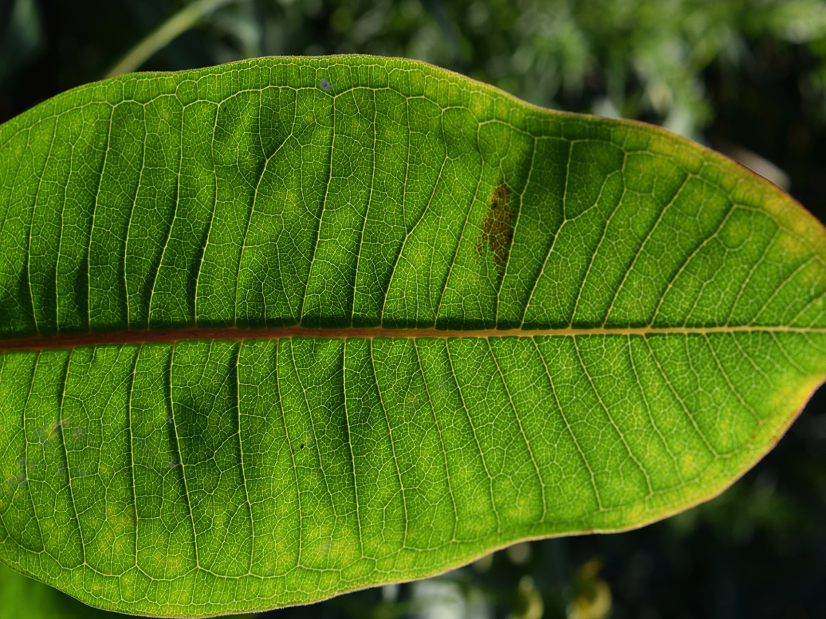 common milkweed leaf