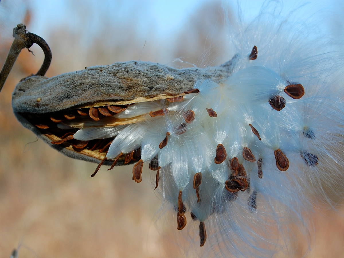 common milkweed seedhead