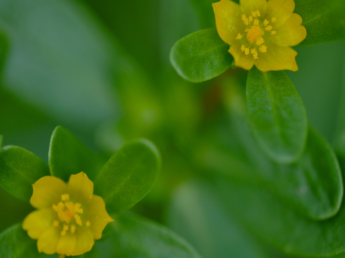 purslane flower