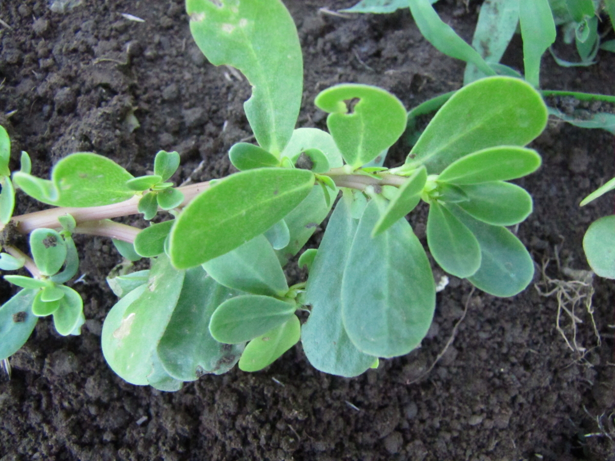 purslane leaf