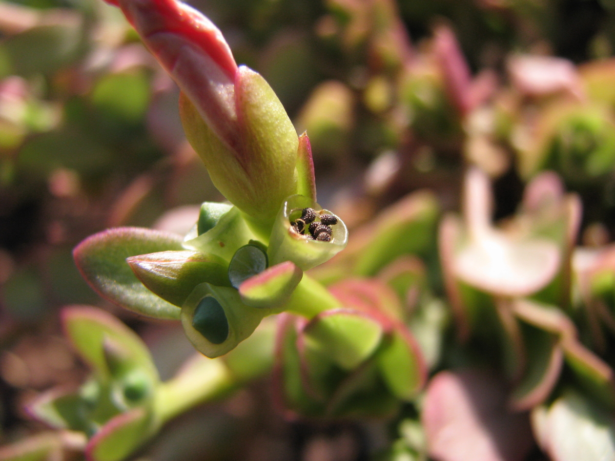 purslane seedpod