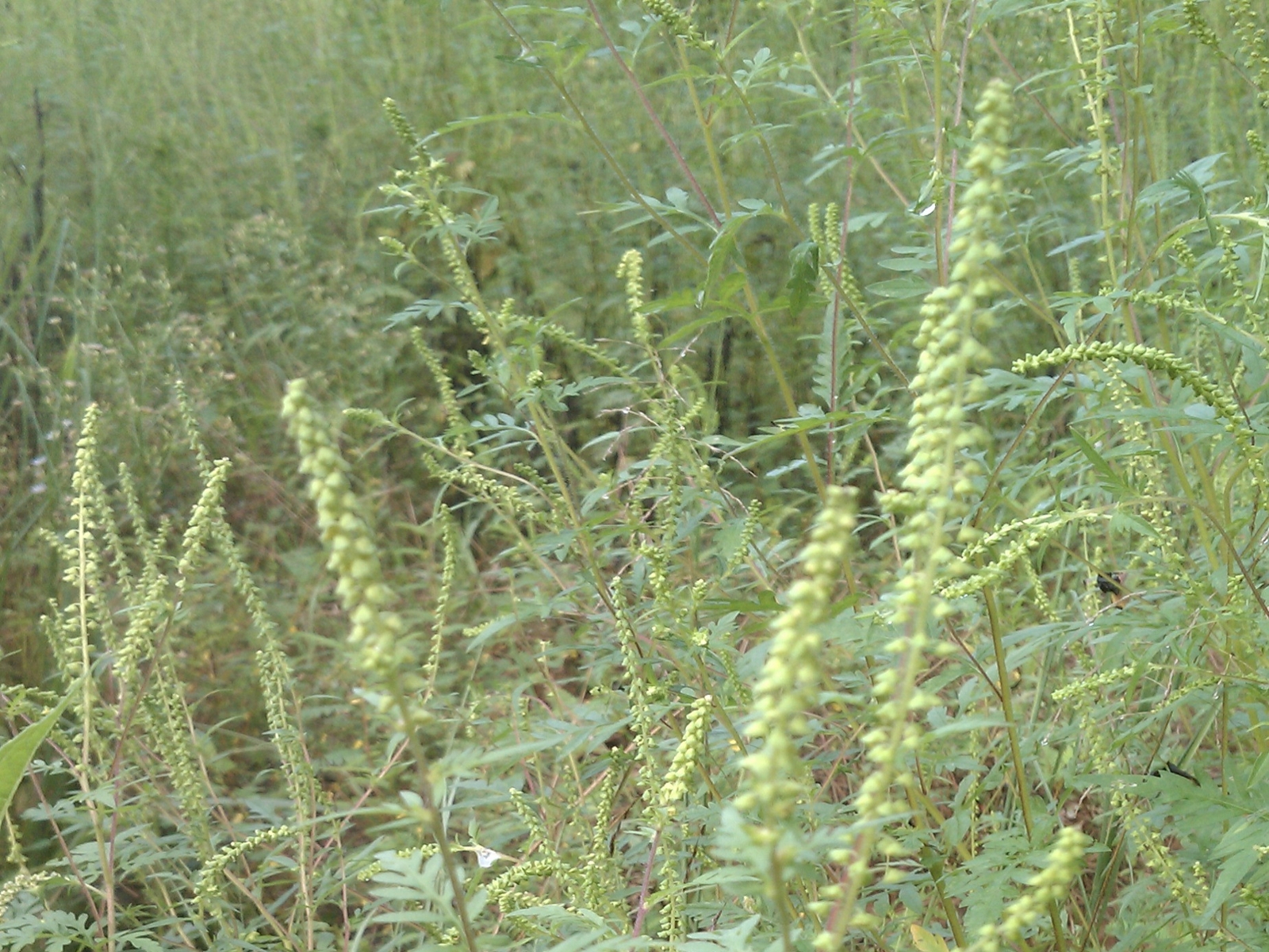 common ragweed flowers