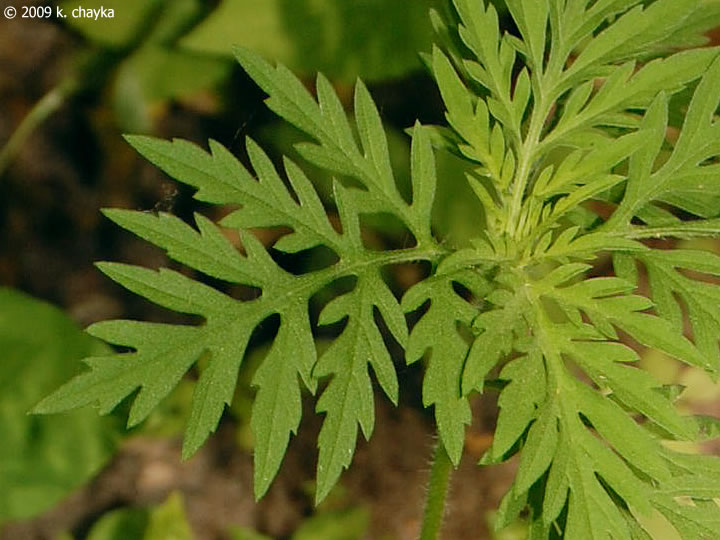 common ragweed leaf