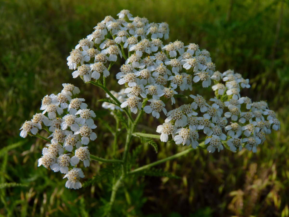 common yarrow flowers