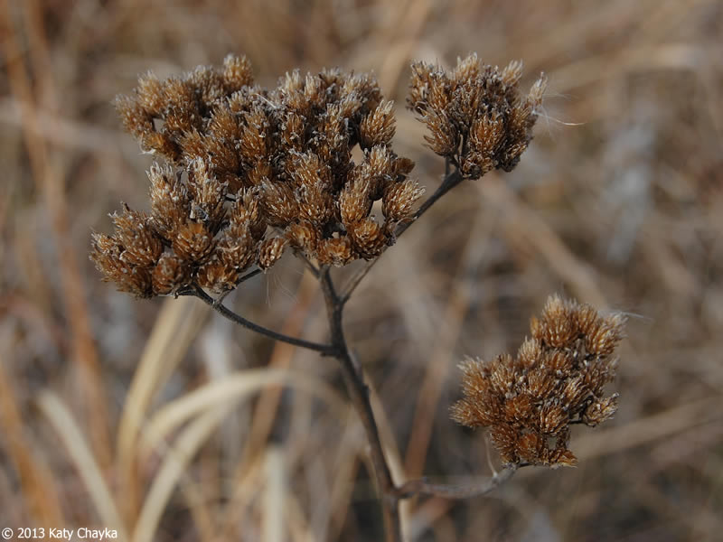 common yarrow fruit