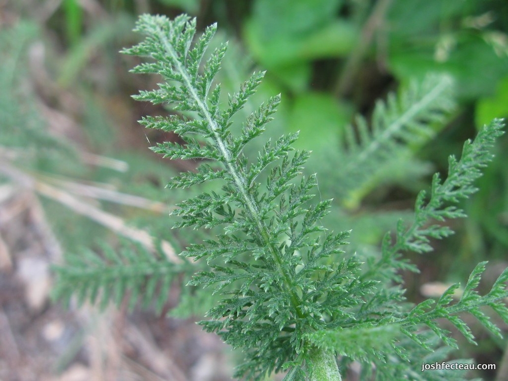 common yarrow leaf