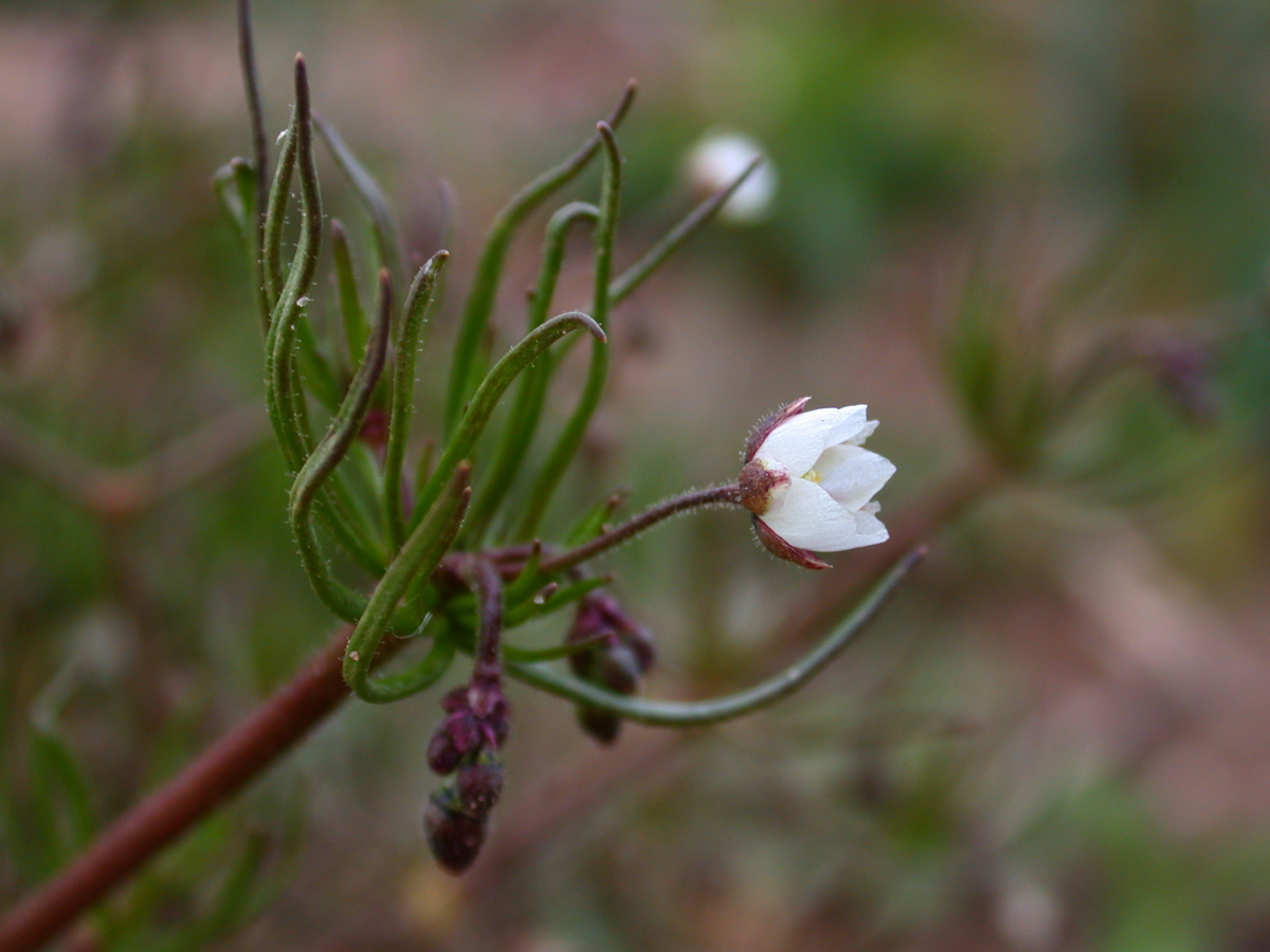 corn spurry leaf flower