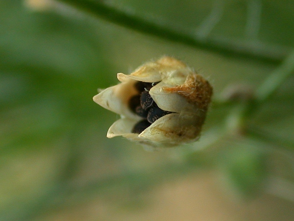 corn spurry seedhead