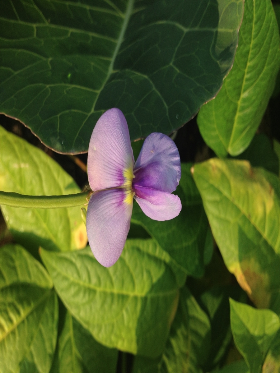 cowpea flower