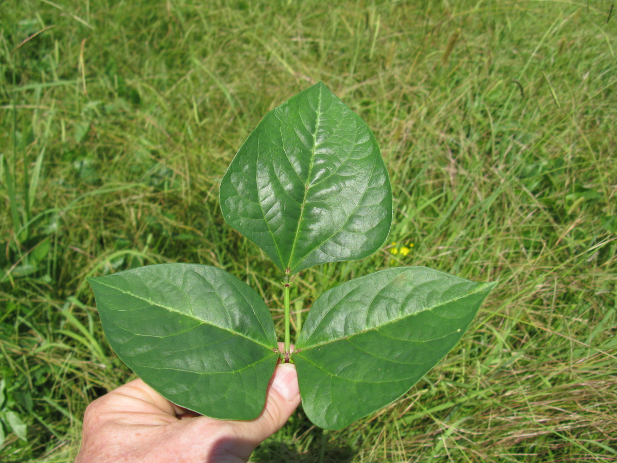 cowpea leaf
