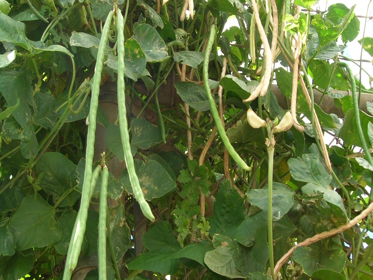 cowpea seedpods