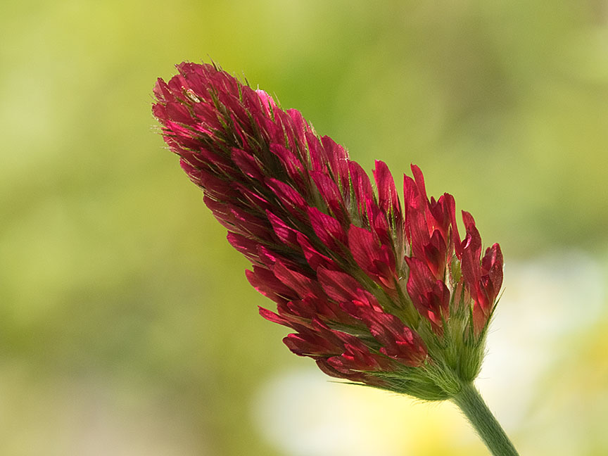 crimson clover flower
