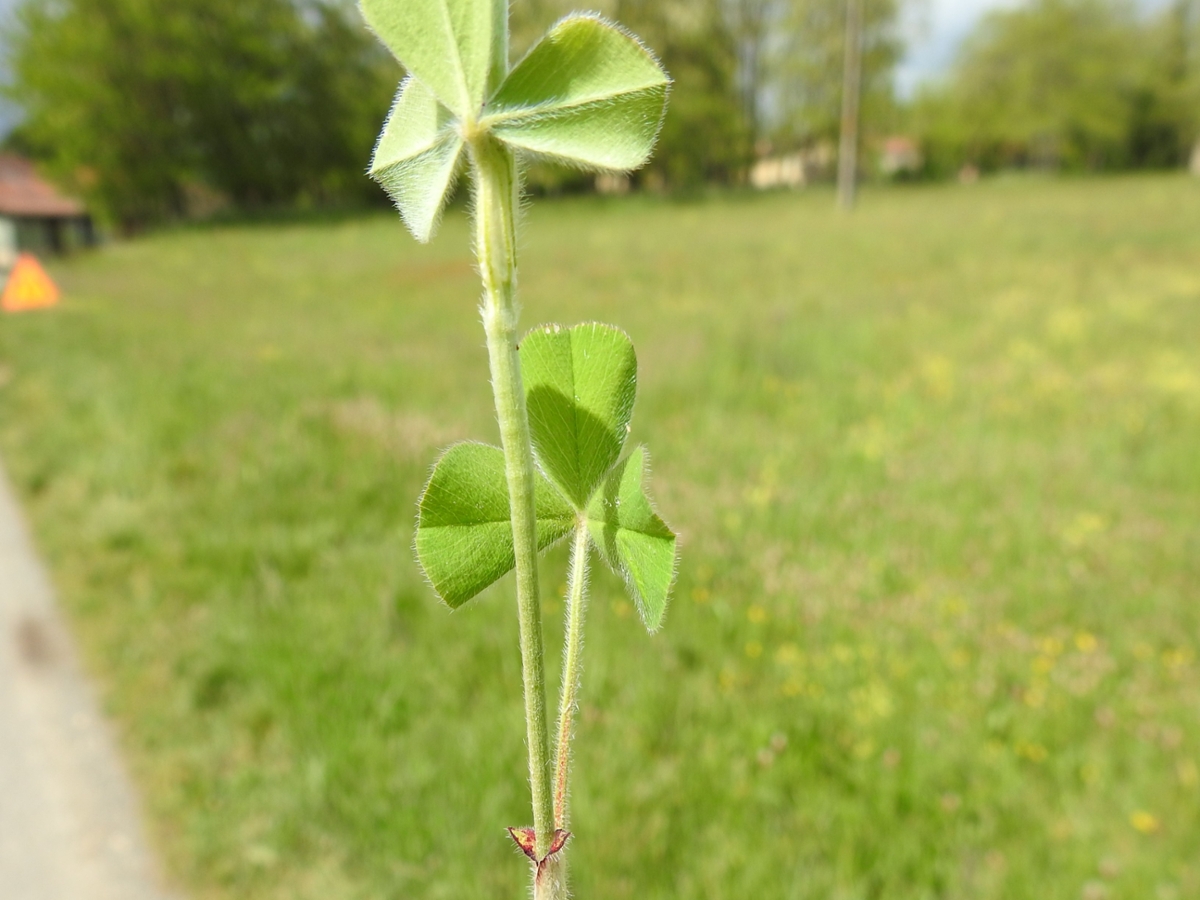 crimson clover leaves