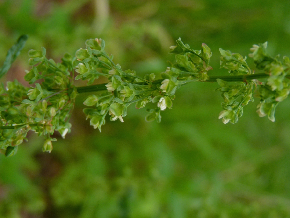 curly dock flowers