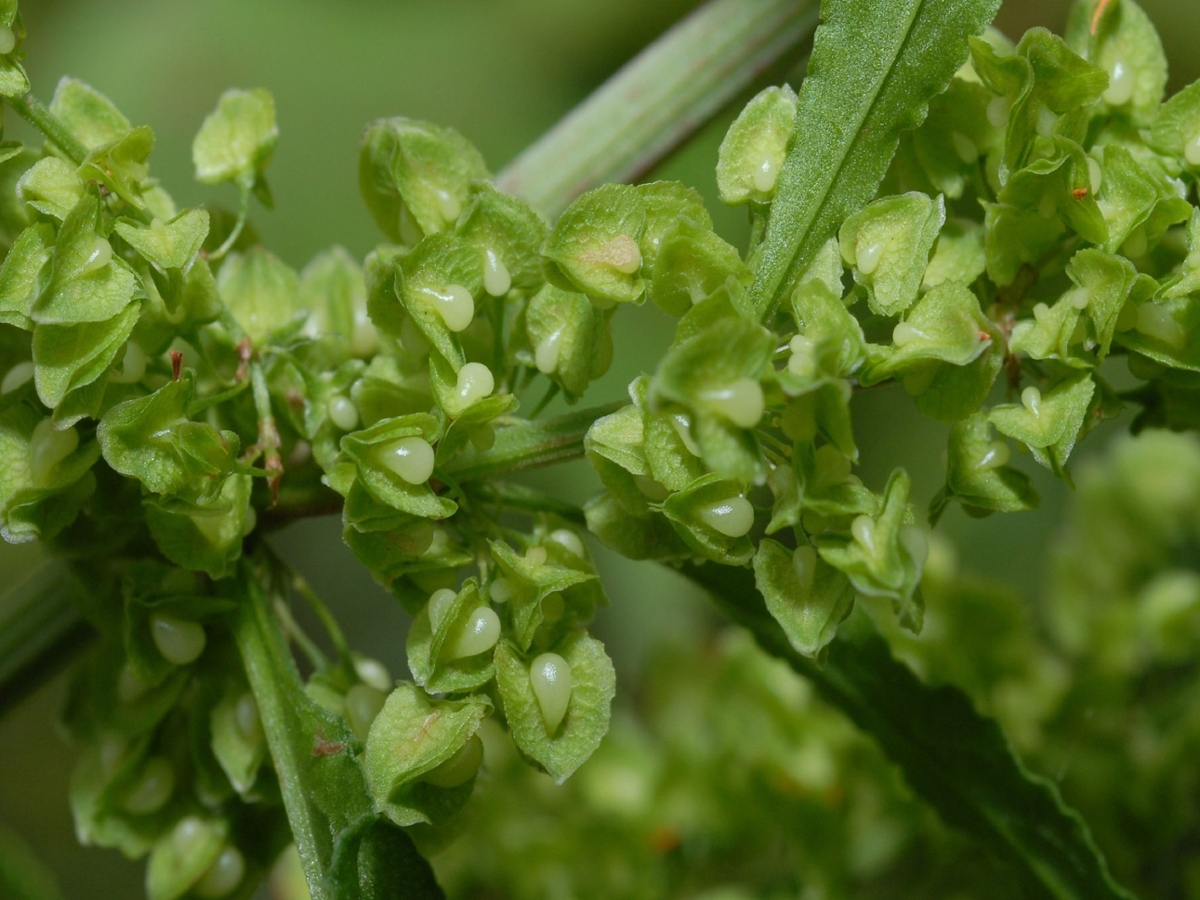 curly dock fruit