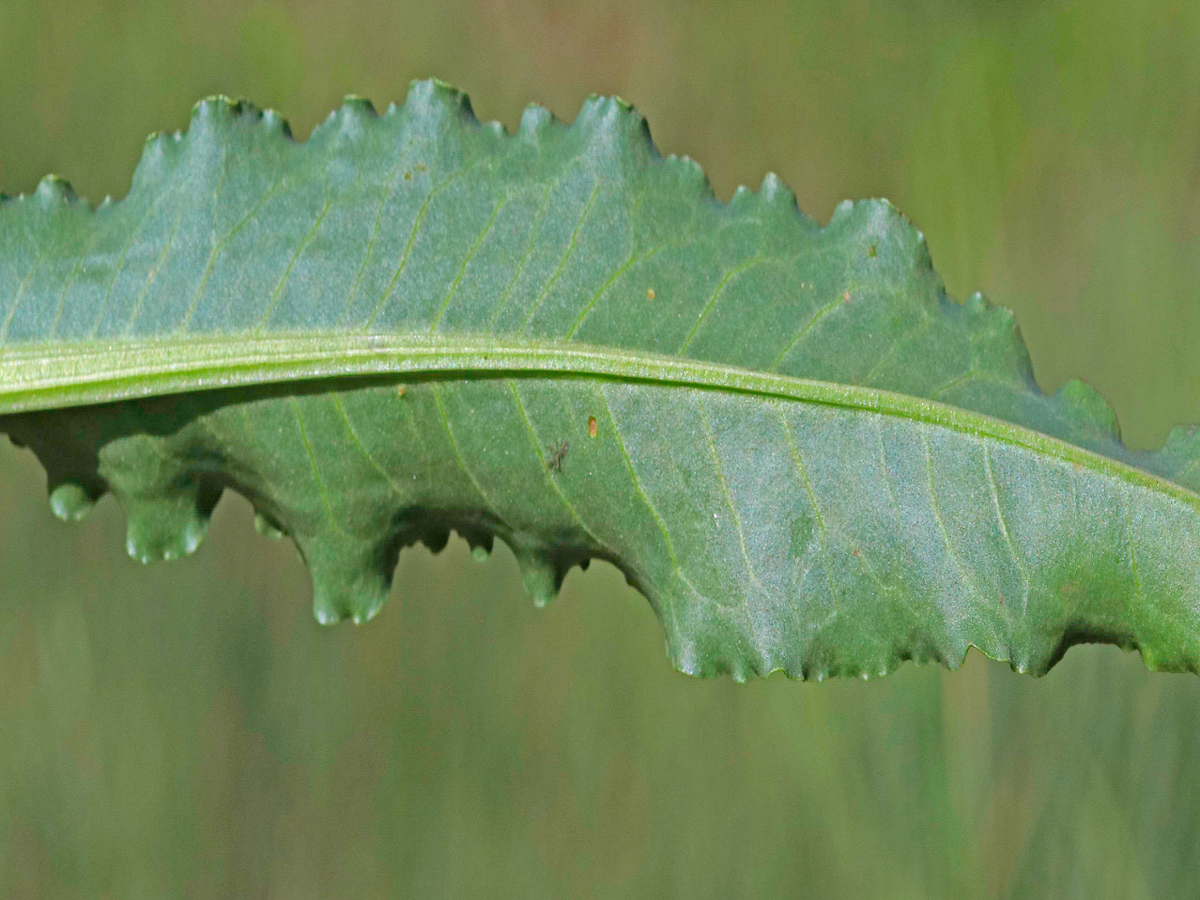 curly dock leaf