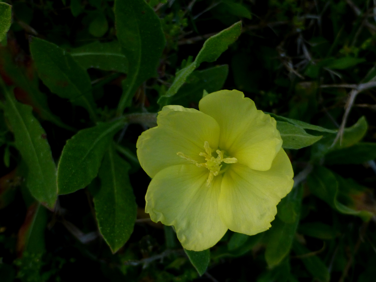 cutleaf evening primrose flower
