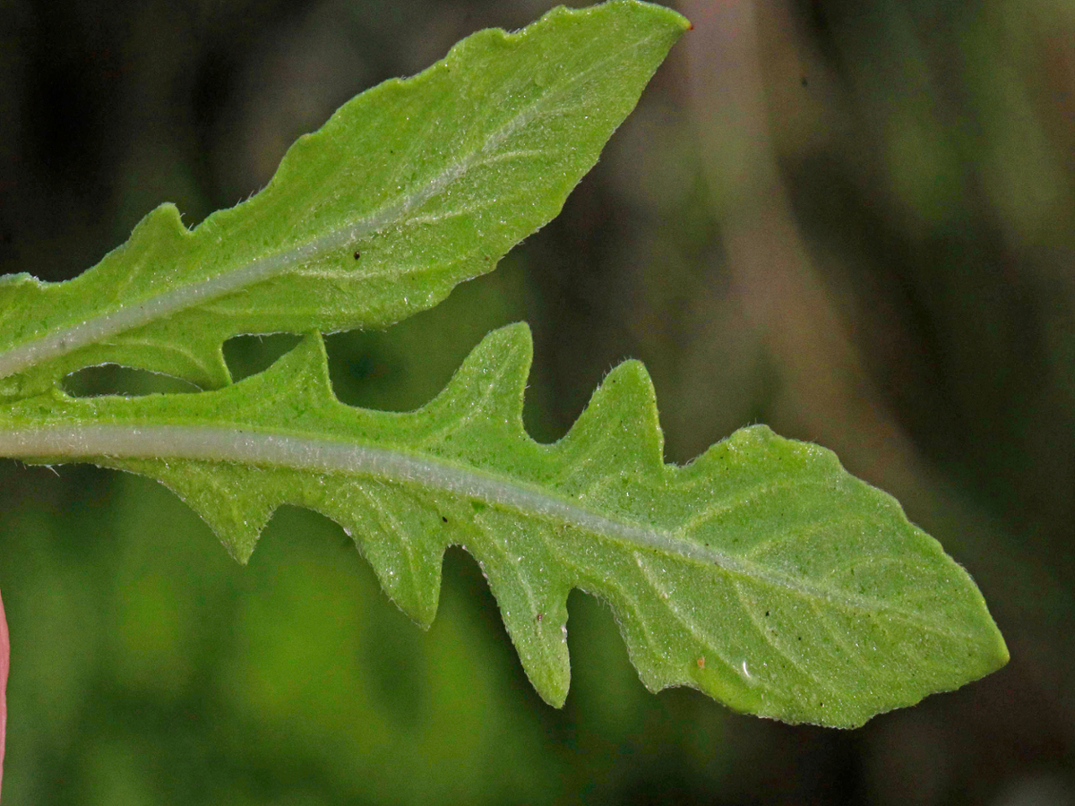 cutleaf evening primrose leaf