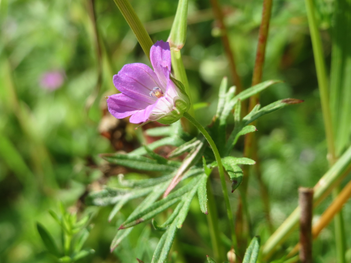 Cutleaf geranium flower