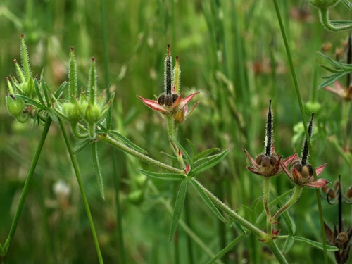 cutleaf geranium fruit