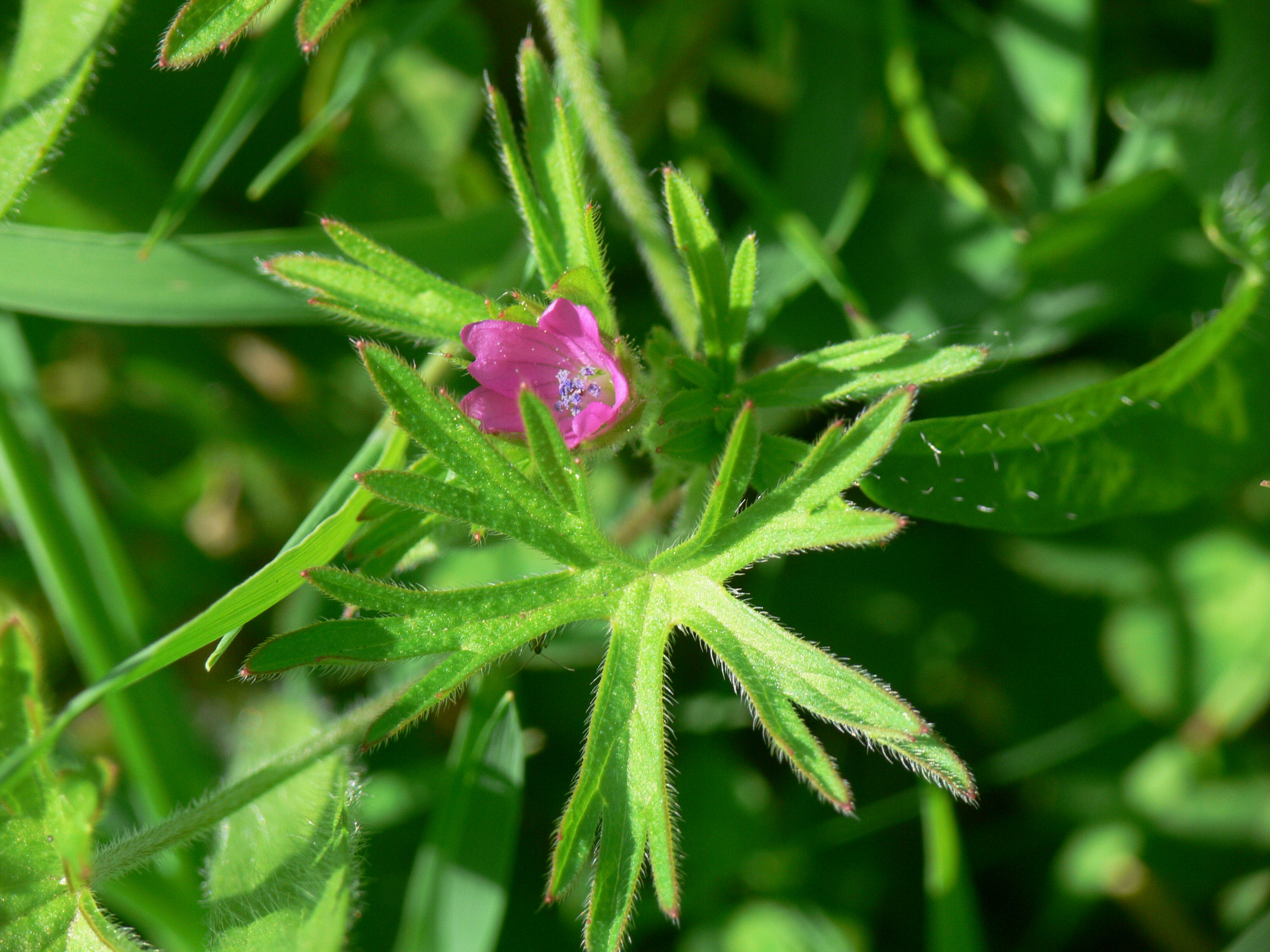 cutleaf geranium leaves flowers