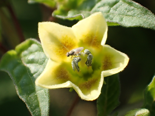 cutleaf groundcherry flower