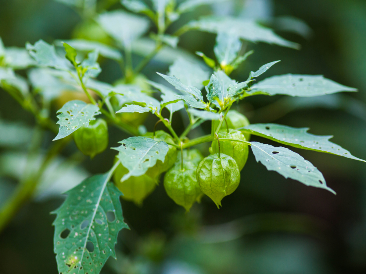 cutleaf groundcherry fruit