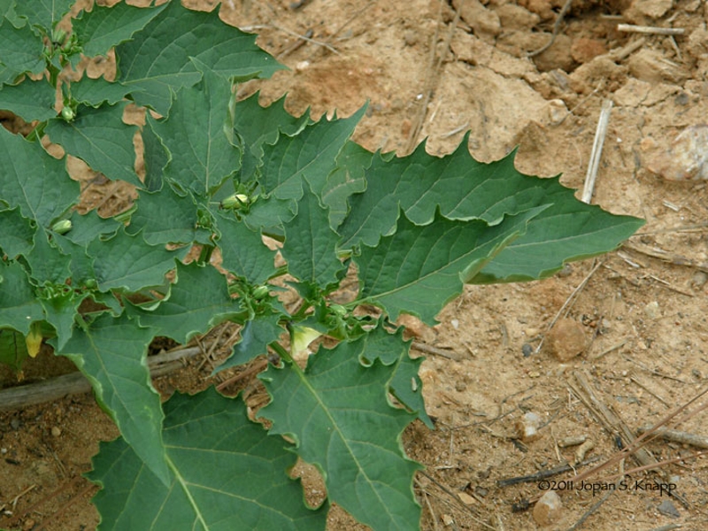 cutleaf groundcherry leaves